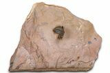 Pseudocryphaeus (Cryphina) Trilobite - Lghaft, Morocco #368583-5